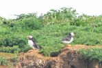 PICTURES/Puffin Express - Boat Tour Around Puffin Island/t_Puffins (8).JPG